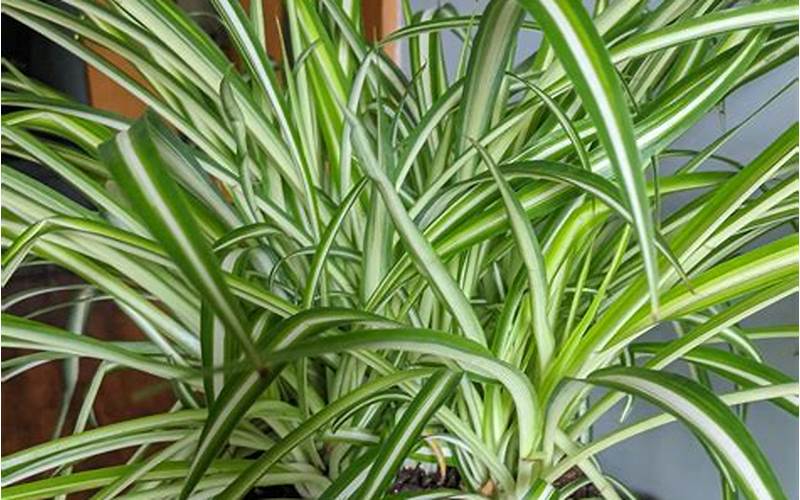 Spider Plant